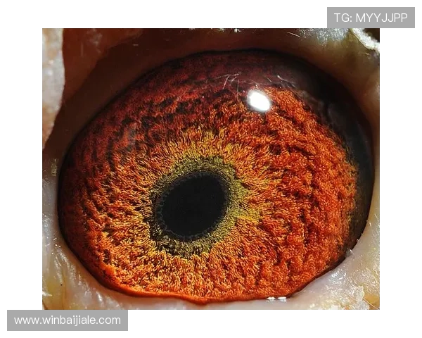 掌握AG国际厅注册官网流程详解，轻松注册登录成为平台VIP会员的完整流程介绍